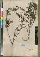 Type? of Indigofera arrecta A.Rich. [family FABACEAE-PAPILIONOIDEAE]