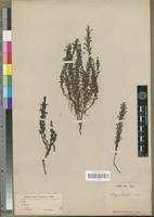 Type of Striga barteri Engl. [family SCROPHULARIACEAE]