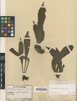 Syntype of Antrophyum formosanum Hieron. [family PTERIDOPHYTA]
