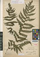 Isotype of Pteris mollis Christ [family PTERIDOPHYTA]