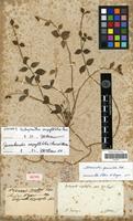 Isotype of Achyranthes serpyllifolia Poir. [family AMARANTHACEAE]