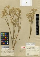 Type of Gomphrena dunaliana Moq. [family AMARANTHACEAE]
