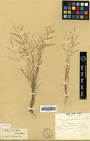 Holotype of Eragrostis pectinacea (Michx.) Steud. [family POACEAE]