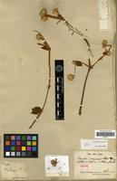 Isotype of Alternanthera villosa Kunth [family AMARANTHACEAE]