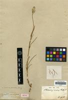 Isotype of Philoxerus conicus R.Br. [family AMARANTHACEAE]