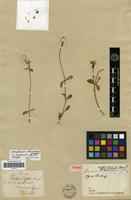 Holotype of Gomphrena oligocephala Remy [family AMARANTHACEAE]