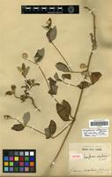 Isolectotype of Gomphrena mandonii R.E. Fr. [family AMARANTHACEAE]