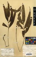 Type of Asplenium formosae H. Christ [family PTERIDOPHYTA]