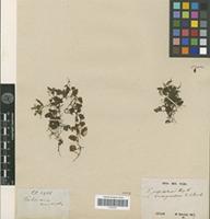 Type of Trichomanes bimarginatum Bosch [family PTERIDOPHYTA]
