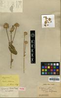 Type of Gomphrena lundii Moq. [family AMARANTHACEAE]