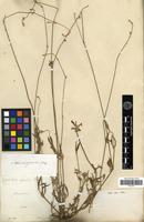 Isotype of Froelichia gracilis Moq. [family AMARANTHACEAE]