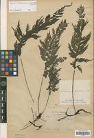 Syntype of Trichomanes naseanum Christ [family PTERIDOPHYTA]