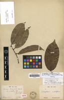 Isotype of Chailletia dichapetalum R.Br. var. multiflora Tul. [family DICHAPETALACEAE]