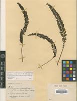 Type of Cephalomanes atrovirens C.Presl. [family PTERIDOPHYTA]