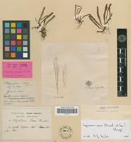 Holotype of Lepisorus onoei (Franch. & Sav. ) Ching [family PTERIDOPHYTA]