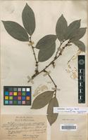 Isolectotype of Cleistanthus ellipticus Hook.f. [family EUPHORBIACEAE]
