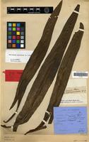 Holotype of Microsorum punctatum (L.) Copel. [family PTERIDOPHYTA]