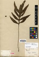 Isotype of Grammitis decurrens Hook. &amp;amp; Grev. [family PTERIDOPHYTA]