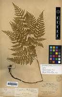 Syntype of Aspidium fargesii Christ [family PTERIDOPHYTA]