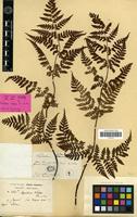 Holotype of Aspidium sabaei Franch. & Sav. [family PTERIDOPHYTA]