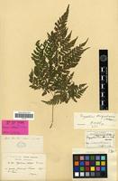 Syntype of Aspidium callopsis Franch. & Sav. [family PTERIDOPHYTA]