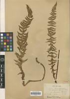 Type? of Polystichum sinense (Christ) Christ [family PTERIDOPHYTA]
