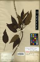 Holotype of Croton macrobothrys Baill. [family EUPHORBIACEAE]