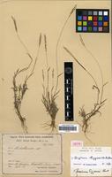 Isotype of Digitaria eggersii (Hack.) Henrard [family POACEAE]