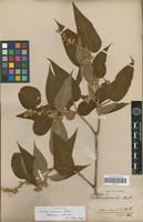 Syntype of Croton vulnerarius Baill. [family EUPHORBIACEAE]