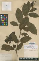 Syntype of Croton sphaerogynus Baill. [family EUPHORBIACEAE]