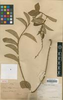 Isotype of Croton regnellianus Müll.Arg. [family EUPHORBIACEAE]