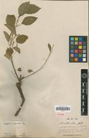 Type of Acalypha variabilis Klotzsch ex Baill. var. urticoides Baill. [family EUPHORBIACEAE]