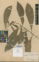 Syntype of Acalypha klotzschii Baill. [family EUPHORBIACEAE]