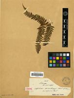 Type of Aspidium microchlamys Christ [family PTERIDOPHYTA]