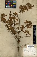 Type of Achyranthes mutica Gray [family AMARANTHACEAE]
