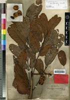 Isotype of Cupaniopsis crassivalvis Radlk. [family SAPINDACEAE]