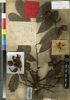 Type? of Cupaniopsis macrocarpa Radlk. [family SAPINDACEAE]