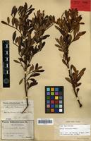 Isotype of Guioa crenulata Radlk. [family SAPINDACEAE]
