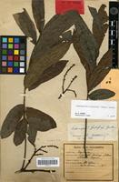 Isotype of Cupaniopsis godefroyi Guillaumin [family SAPINDACEAE]