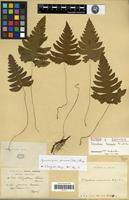 Lectotype of Polypodium krameri Fr. & Sav. [family PTERIDOPHYTA]
