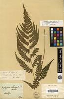 Type of Diplazium lasiopteris Kunze [family PTERIDOPHYTA]