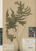 Isotype of Metathelypteris uraiensis (Rosenst.) Ching [family PTERIDOPHYTA]