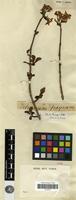 Type of Viburnum frangrans Bunge [family CAPRIFOLIACEAE]