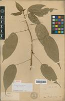 Isotype of Acalypha vincentina Urb. [family EUPHORBIACEAE]