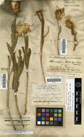 Isolectotype of Cheirolepis persica Boiss. [family ASTERACEAE]