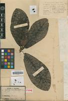 Holotype of Guapeba semecarpifolia Pierre ex Duss [family SAPOTACEAE]