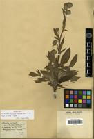 Isotype of Phacelia circinata Jacq. var. acutiloba A.DC. [family HYDROPHYLLACEAE]