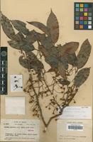 Isotype of Lucuma inflexa A.C.Sm. [family SAPOTACEAE]