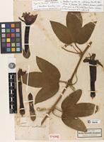 Holotype of Tacsonia mollissima Kunth [family PASSIFLORACEAE]