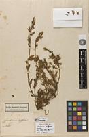 Holotype of Gentiana diffusa Kunth [family GENTIANACEAE]